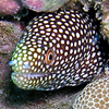 Diving/Snorkeling